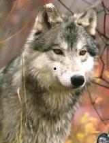 灰狼视频欧美,欧美视角下的全球文化盛宴