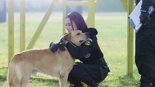 欧美警犬抓捕视频播放网站,震撼人心的现场直播揭秘