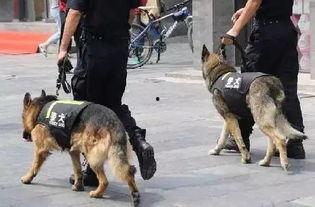 欧美警犬抓捕视频播放网站,震撼人心的现场直播揭秘
