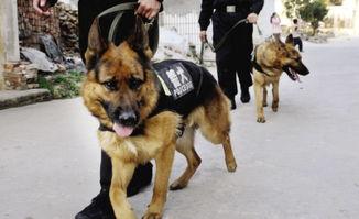 欧美警犬抓捕视频播放网站,震撼人心的现场直播揭秘