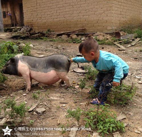 欧美小孩骑猪比赛视频,猪背上的欢乐竞技赛