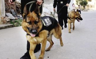 欧美警犬抓捕视频大全,英勇无畏，守护正义